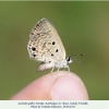 lachides galba azerbaijan female1